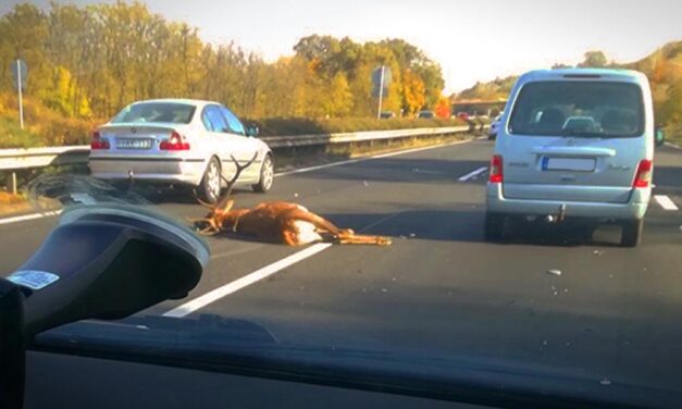 Döbbenetes! Egy óriási szarvas törte össze autóját az autópályán