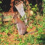 „A fiatal állat jól van, rendesen iszik és eszik” – Meglett a csepeli szökött kenguru tulajdonosa