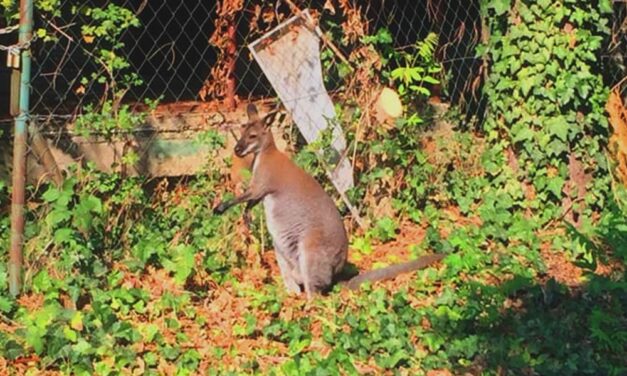 „A fiatal állat jól van, rendesen iszik és eszik” – Meglett a csepeli szökött kenguru tulajdonosa