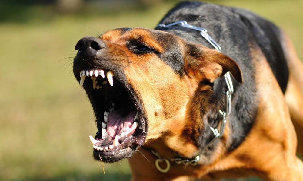 Kutyatámadás az udvarban: Majdnem széttépték a szomszéd kutyái a bácsit, az állatok gazdáját most elítélte a bíróság
