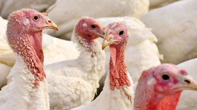 Drasztikusan drágulhat a szárnyas: 53 ezer pulykát lőnek ki madárinfluenza miatt