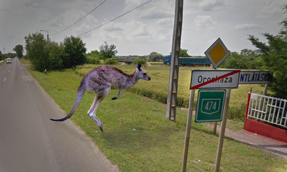 Elütöttek egy kengurut Orosházán