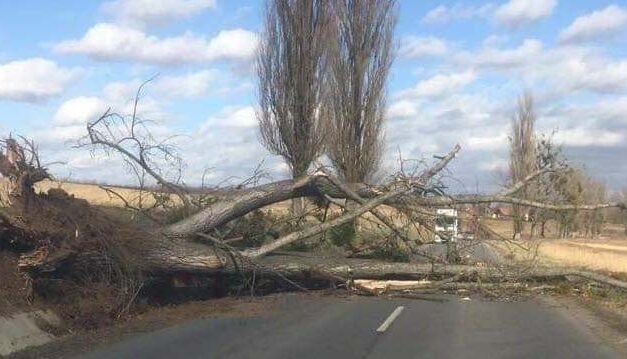 Fákat csavar ki, tetőket tépett le a vihar Győrben