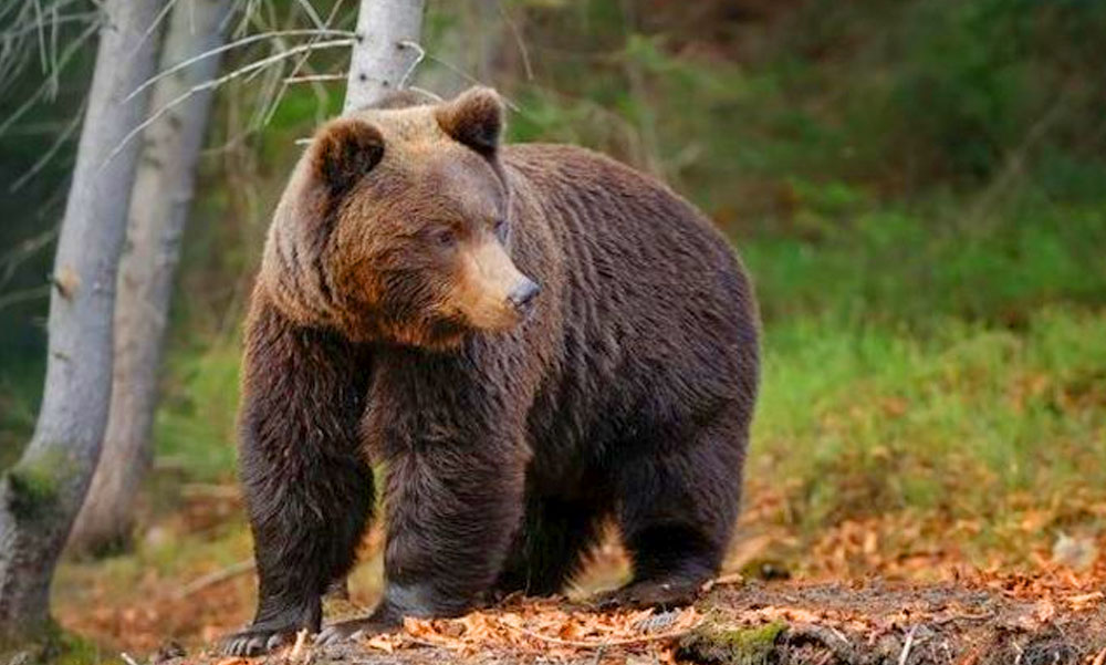Most jött: Medvét láttak Miskolcon