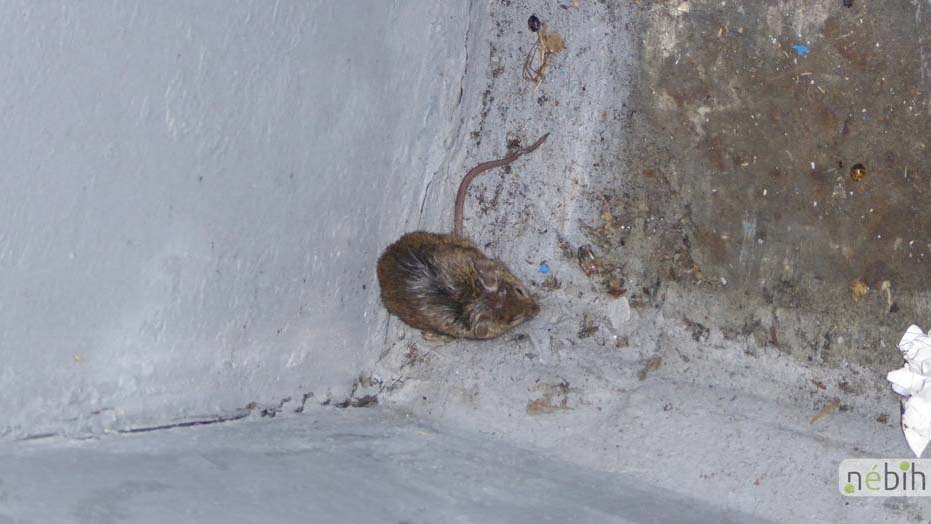 Egerek közt tárolták a penészes élelmiszert