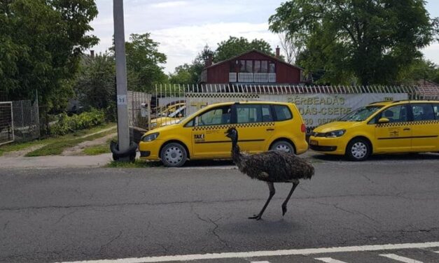 Emu szaladgált Csepelen – fotó