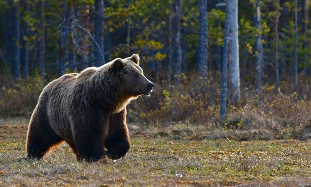 Horrortörténetek a Vereságyházi Medveotthonból: állítólag medvét is nyúztak