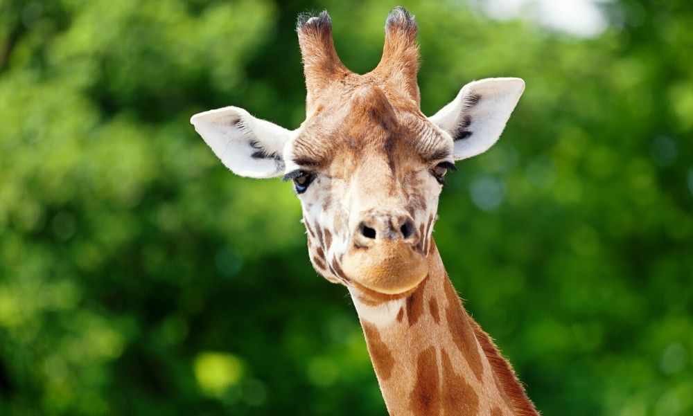 Zsiráf született a Nyíregyházi Állatparkban – fotó