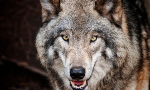 Farkasok támadhattak egy kutyára a Vécsey-völgyben