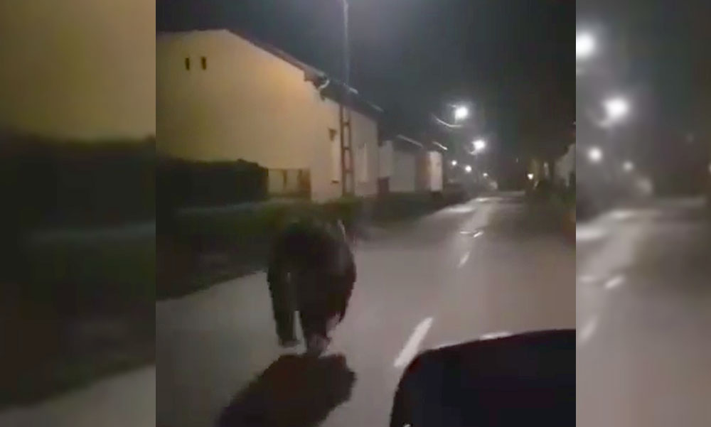 EXKLUZÍV! Medve futott hosszan Miskolc utcáin, videóra vették a rohanó vadállatot, riasztás van érvényben