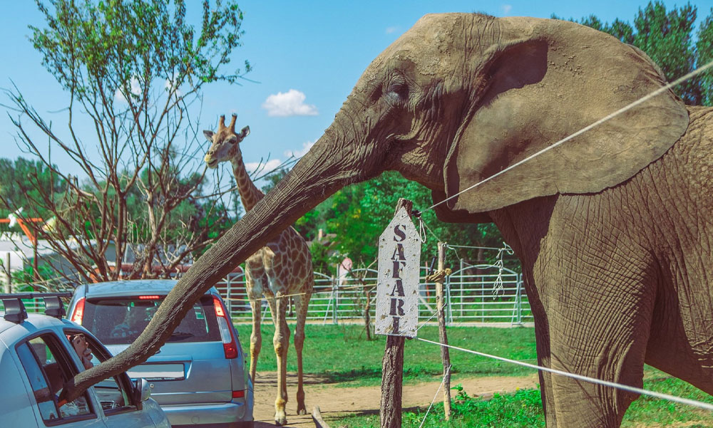 Az állatvédők is elmentek Casselly birtokára – Újabb drámai részletek derültek ki a szadai elefántok haláláról, a harmadik állat is az életéért küzdött