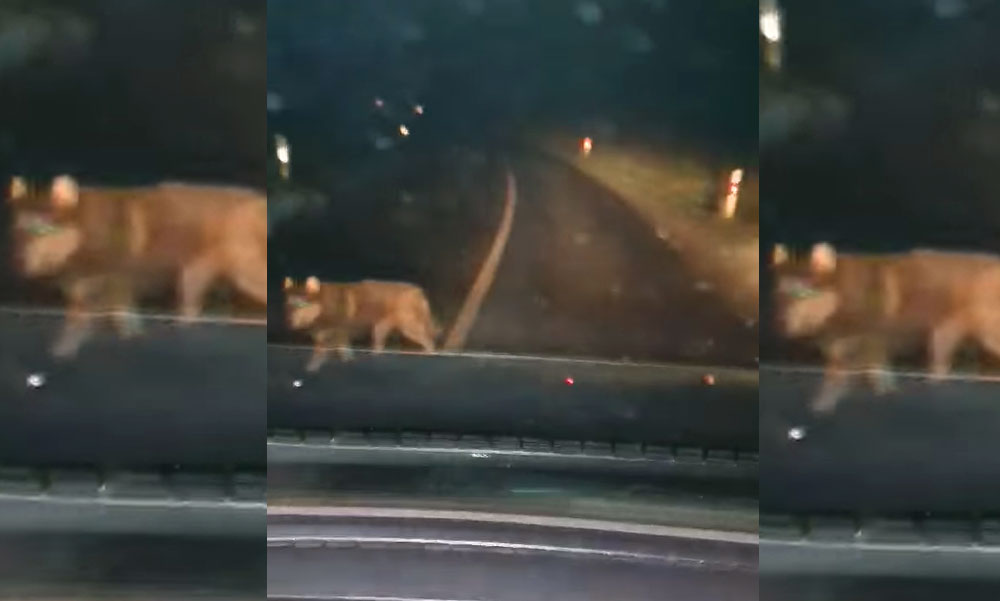 Farkasokat videóztak le nem mesze a 3-as főúttól Borsodban, körbeólálkodták az autóst éjszaka