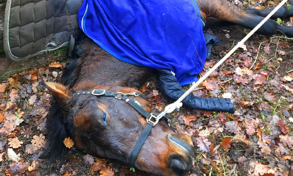 Elpusztult a kutyáktól megrémült, szakadékba zuhant ló, a lovas éppen csak megúszta a balesetet