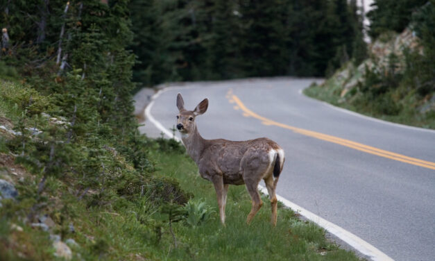 “Nem fékezni kell” – A TEK közölte, ha már elkerülhetetlen, akkor így kell elgázolni egy erdei vadállatot