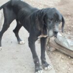 Láncra verve, borzasztó körülmények között tartotta a kutyáját ez a törökszentmiklósi férfi: az állat már sebekkel volt tele – Fotó