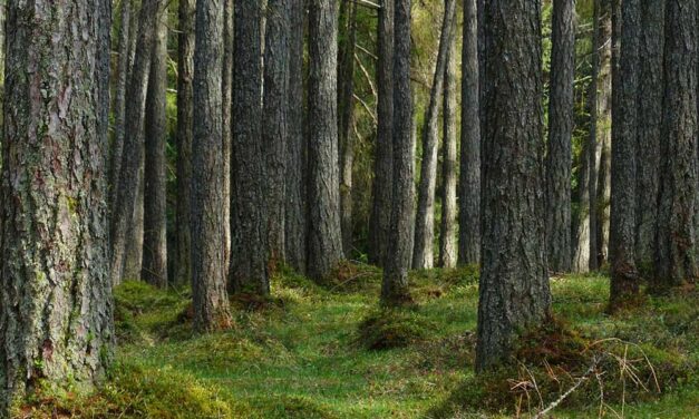 Tudtad-e? Érdekességek a vörösfenyőről