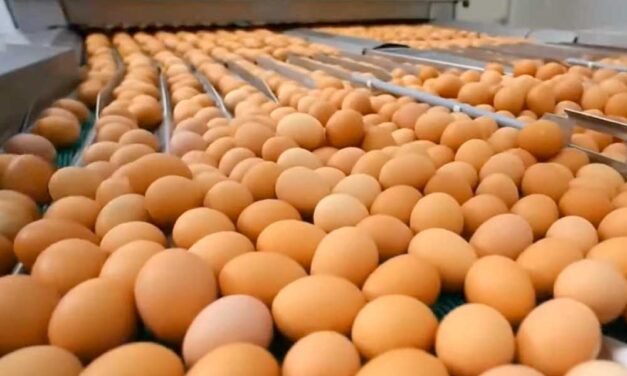 A 100 forintos tojás még csak a kezdet, jövő hónapban már 150 forintot is fizethetünk érte