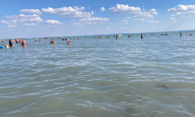 Nem lesz halhiány karácsonykor, viszont 40 százalékkal drágább lesz idén a halászlé