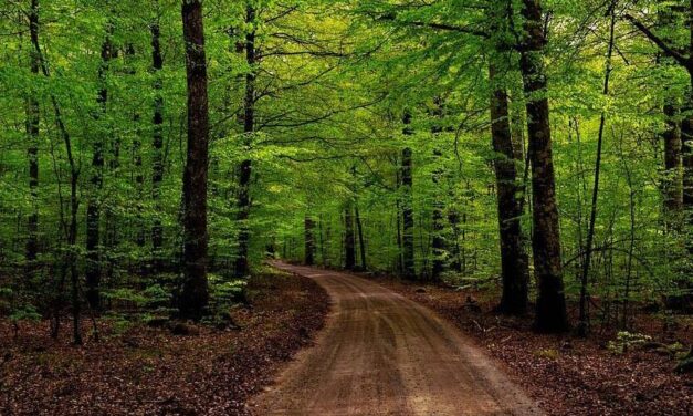 Kétéves kisfiú tűnt el a hegyekben – csaknem százan keresték az erdőben