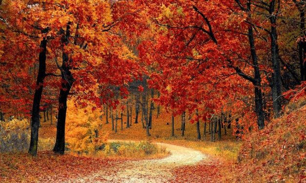 Tragédia: az erdőben találták meg a napokkal ezelőtt eltűnt Z. Józsefet, de már nem élt  