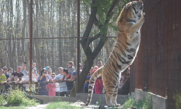 „Meghallottuk, hogy segítségért kiált, azonnal odarohantunk”-megszólalt a magánállatkert tulajdonosa, aki kimentette a tigris karmai közül a látogatót