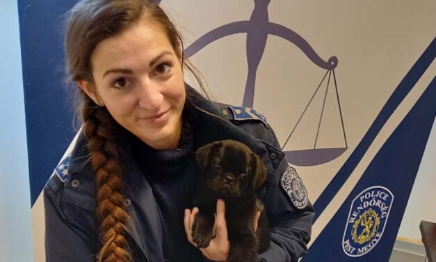 Járőrözés közben talált rá egy kölyökre a rendőrnő Monoron, ezzel megmenthette az életét