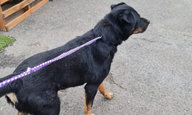 A házi kedvencek járőrszolgálata segít a budapesti 2. kerületben azoknak, akiknek szilveszterkor eltűnik a kutyájuk