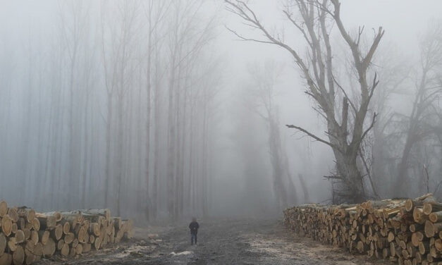 Védett ártéri erdőt vágott ki három férfi, rengeteg védett állat élőhelye semmisült meg