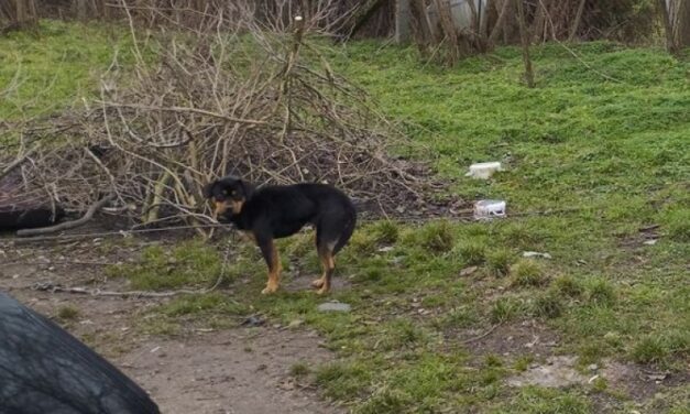 Borzalom: láncra verve, étlen-szomjan tartotta a kutyáját ez a férfi Veszprém megyében – fotók