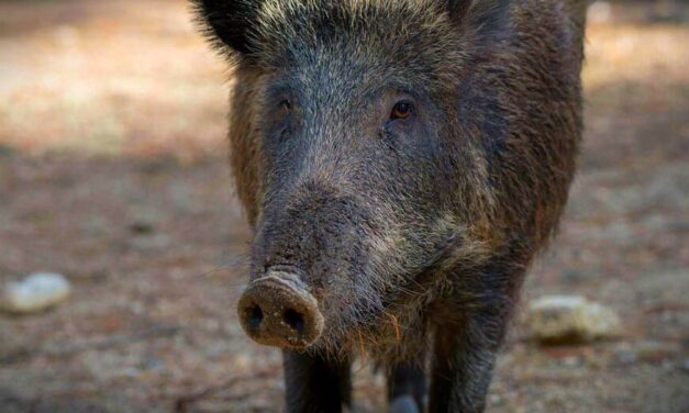 Egy kutyára és gazdájára támadtak a vaddisznók Budán, az eb nem élte túl támadást