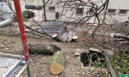 „Felfoghatatlan, hogyan gondolhatta a kerületi kapitányság felújítását végző cég, hogy engedély nélkül vág ki fákat” – Örsi Gergely a rendőrséghez fordult a történtek miatt 