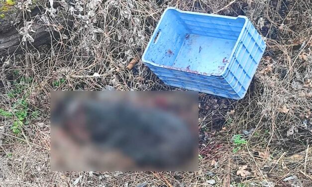 “Az utolsó pillanatig bíztuk benne, hogy hazakerült” – embertelen körülmények közt végeztek egy kutyával Vác környékén, a labradolt a napokig kereste a gazdája