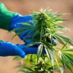 <strong>Néhány szó a pszichoaktív hatású kannabinoidokról</strong>