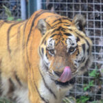 Több mint 50 év után teljesen megújult a leopárdok és tigrisek kifutója a fővárosi állatkertben