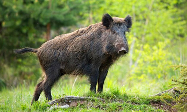 Kilőtték a margitszigeti vaddisznót, a szakértő elmondta, lehetett volna-e mást tenni ebben az esetben