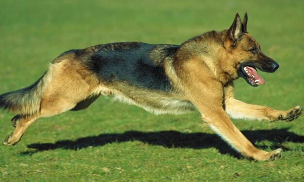 Érthetetlen emberi közöny – éhen halt egy autóstelep őrkutyája Budapesten