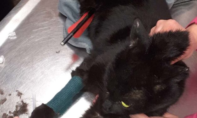 Kegyetlenség Várpalotán: nyílvesszővel lőttek át egy macskát, a tűzoltók mentették ki egy vízelvezető csőből