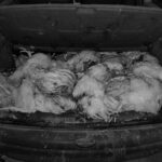 Igazi csirkefogókat kaptak el a rendőrök Csongrád-Csanád vármegyében