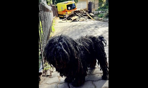 A pulikutyája mentette meg a gazdája életét, jelezte a mentőknek, hova kell menniük