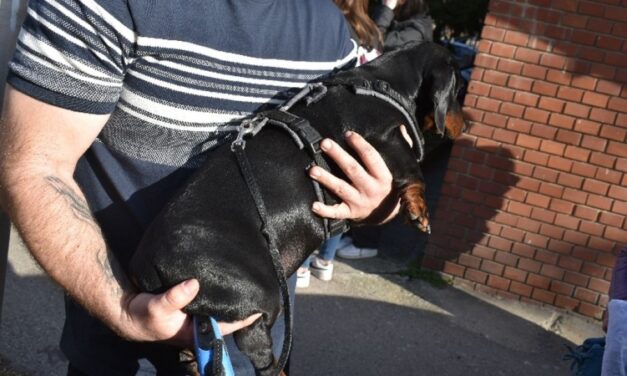 Kutyáikat sétáltató párt gázoltak el Győrben – fotók a helyszínről