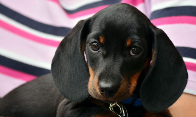 Hátborzongató kegyetlenség Ózdon: megölte, majd nyárson akarta megsütni kölyökkutyáját egy helyi férfi