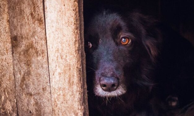 Rettegnek a budapesti kutyások: több kerületben is mérgezik az ebeket, volt olyan, ahol már elkerülhetetlen volt a tragédia