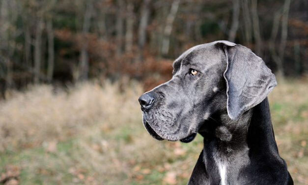 Ez minden kutyást érint: hatalmas veszélyben vannak kedvenceink, egy ártalmatlan séta után könnyen bekövetkezhet a legrosszabb