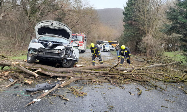 Hajmeresztő baleset Veszprém vármegyében, kisebb csoda, hogy nem okozott sérülést ez a kidőlt fa