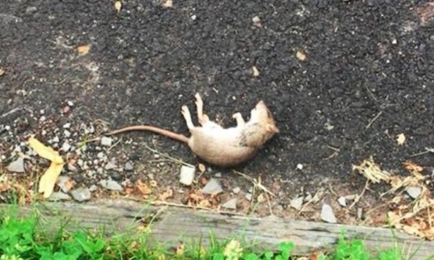 Javult a patkányhelyzet Budapesten, fele annyi a rágcsáló, mint öt évvel ezelőtt, de még mindig sok van belőlük