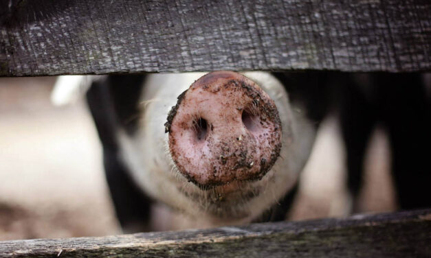 Horror a nyíregyházi böllérfesztiválon: élve perzseltek meg egy disznót