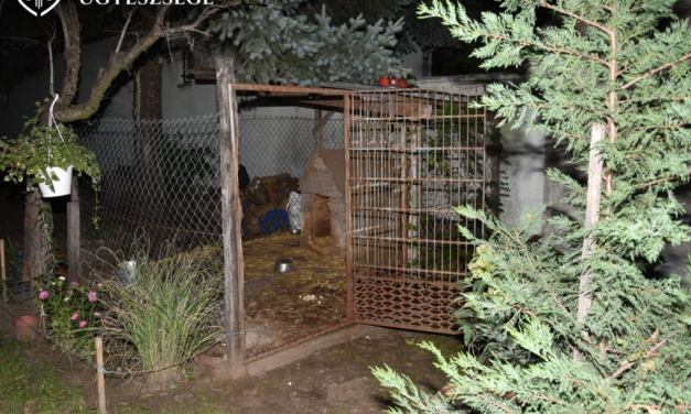 Horror Bács-Kiskun vármegyében: kiszabadult a kutya a kennelből, amputálni kellett egy asszony karját, úgy megharapdálta