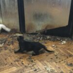 „Engem bántalmaztak és erőszakkal elvittek a pszichiátriára” – megszólalt az a nő, aki több mint száz macskát tartott kőbányai otthonában
