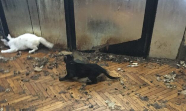 „Engem bántalmaztak és erőszakkal elvittek a pszichiátriára” – megszólalt az a nő, aki több mint száz macskát tartott kőbányai otthonában