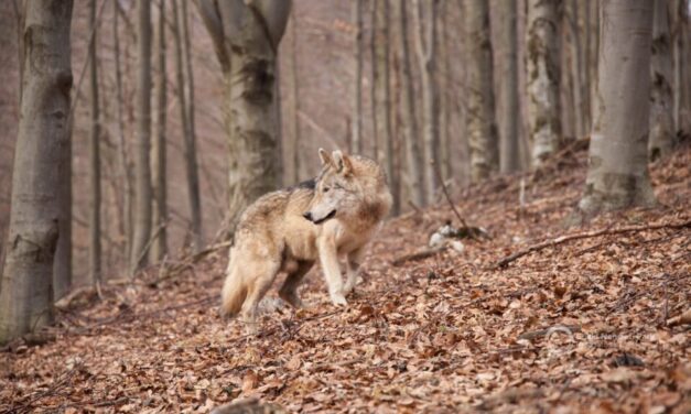 Átúszta a Dunát, majd belesétált egy kameracsapdába a világrekorder farkas Nógrádban